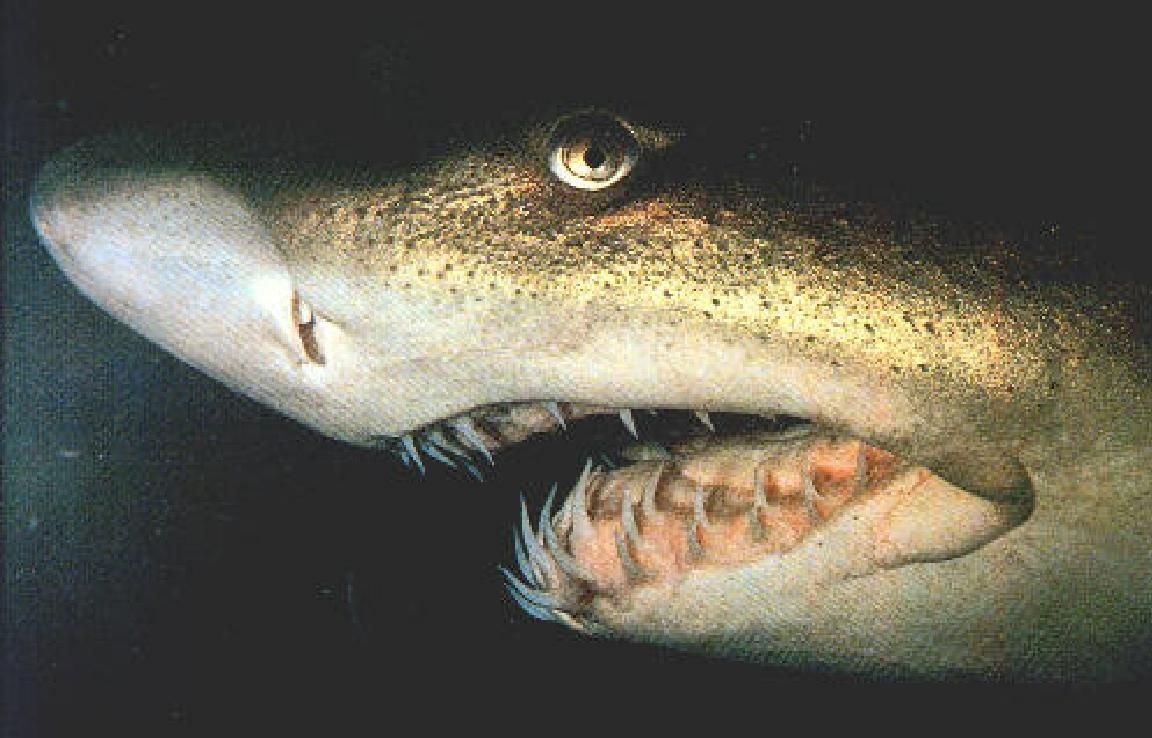 Rekin i jego zęby umieszczone w kilku rzędach