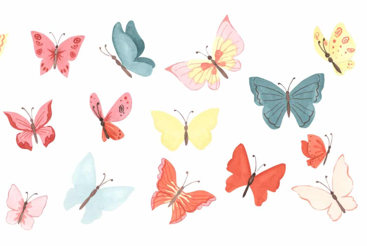 Motyle w różnych kolorach