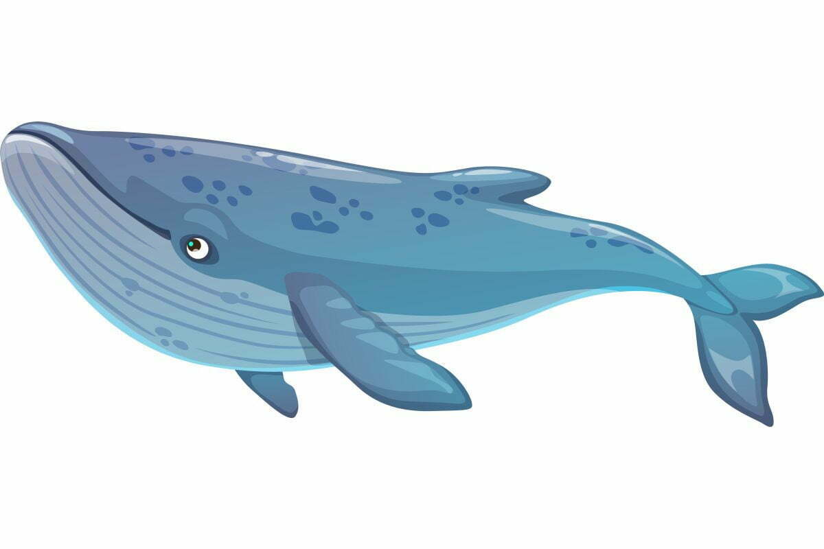 Płetwal błękitny - największe zwierzę świata