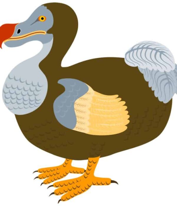 Ptak dodo (dront dodo)