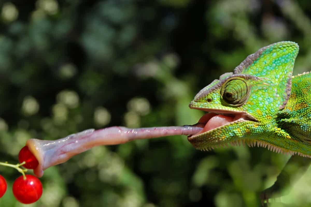 Kameleon jedzący owoce